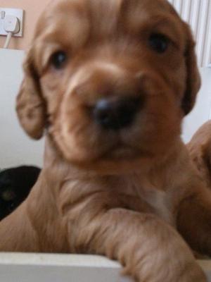 ONE OF HER PUPS