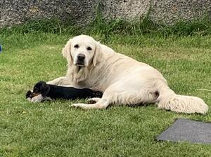 Misty & Luna