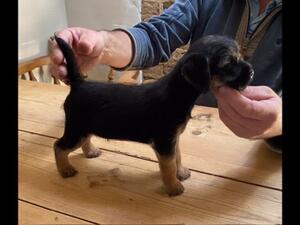 Lenny at 8 weeks old