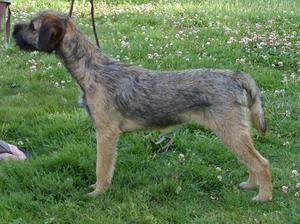 Brumberhill Bequiling at 5 1/2 months
