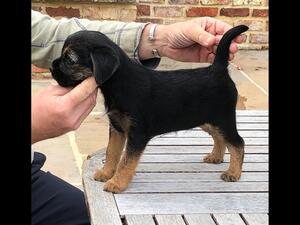 Cora at 8 weeks