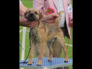 Yo-yo Terrier Group winner at Scarborough CS ‘23