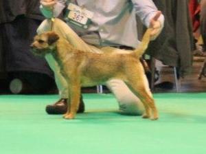 Brumberhill Bejewelled at Crufts '13