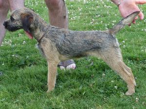 Brumberhill Bequiling at 5 1/2 months