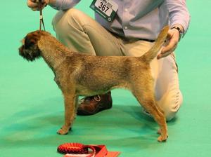 Brumberhill Bejewelled at Crufts '13