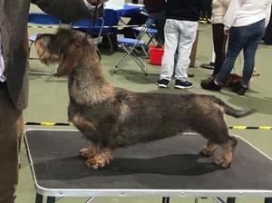 Olive winning Res CC at the Dachshund Club �17