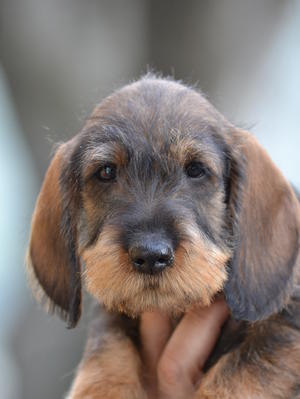 Age 8 weeks