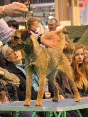 Brumberhill Bejewelled at Crufts '13