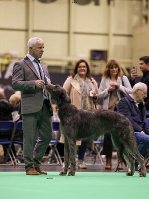 Ist Junior - Crufts ‘24