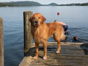 Dexter post swim