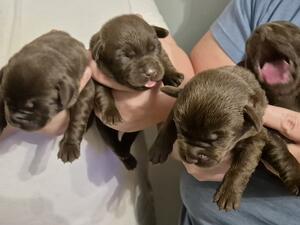 Pups 2 girls and 2 boys