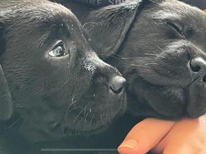 Prev Pups
