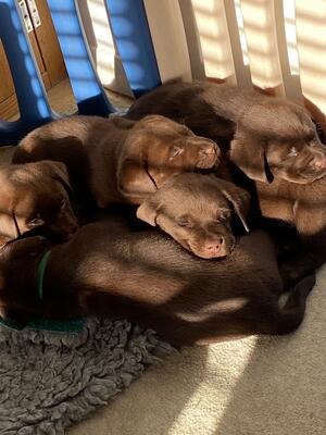 Eadie's Puppies