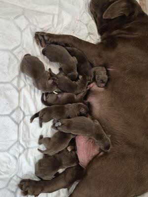 Mum with Pups