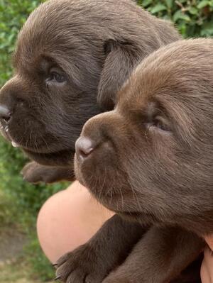 Prev Pups