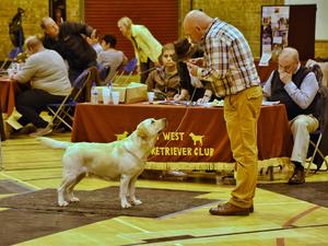 Stelainross New Tricks (JW) at NWLRC 2017