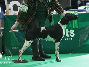Pemberley at Crufts
