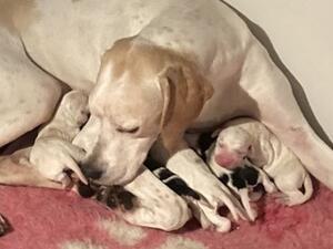 Flare with her babies