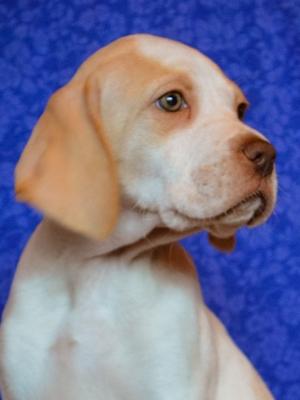 Lemon and White Bitch