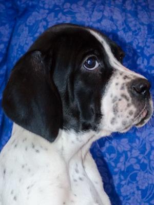 Black and White Bitch