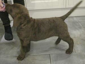 Wizz as a pup