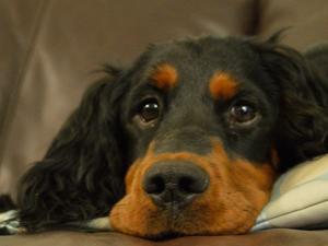 Looby on the Sofa