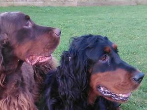 Sprocket and Looby
