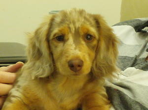 GH GALRHIA ICING ON THE CAKE as a puppy