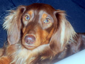CHOCOLATE PLUM ROSIE (ROLO)
