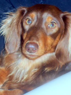 CHOCOLATE PLUM ROSIE ( ROLO)