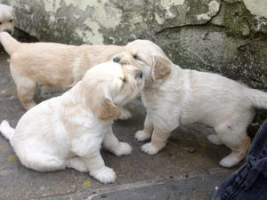 Chummy's puppies - August 2014