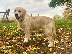 Margot - autumn 2021