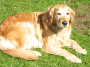 Tizzy - Summer 2011