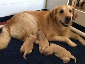 Piper with puppies - 13 August 2019