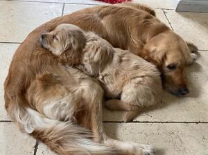 Bonnie with her mother Bo Peep - May 2022