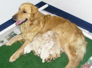 Bonnie with puppies -30 July 2024