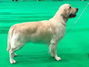 Eccles in the ring at Crufts 2020