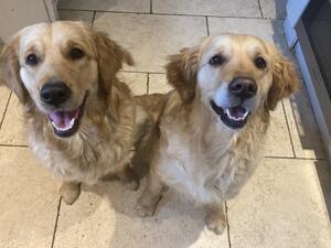 Bonnie with mum Bo Peep - June 2023