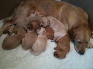Honey and puppies 04/02/12