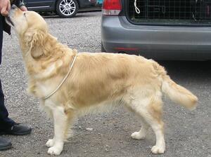 Shinehill Snow Patrol (Woody) - February 2023