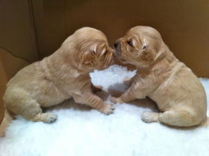Honey's girls aged 20 days  02/02/2012