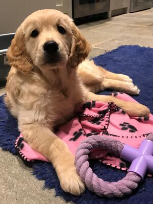 Bo Peep aged 10 weeks - 21 October 2019