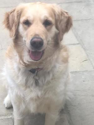 Piper aged almost 3 years - 2019