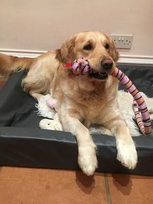 Piper aged almost 2 years - February 2018