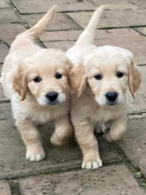 Scout with one of her brothers - 19.9.2024