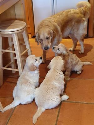 Piper with puppies - 27 September 2019