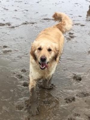 Piper loves the seaside!