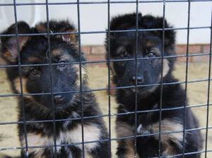 Bitch pups