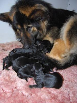 Diva and pups
