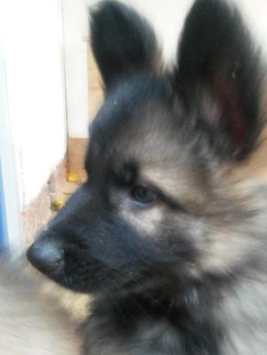 Lady Puppy 2